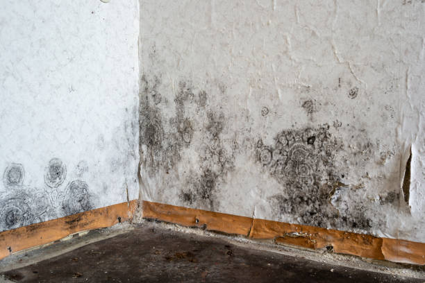 Best Mold Removal Company Near Me  in USA